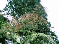 Papyros im Botanischen Garten (Jardim Botanico)